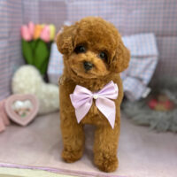 【本店】2025年3月16日のワンちゃん達♪