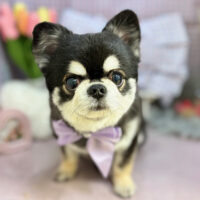 【本店】2025年3月2日のワンちゃん達♪