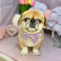 【本店】2025年3月29日のワンちゃん達♪