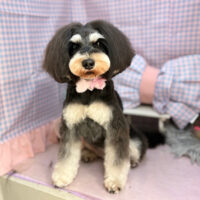 【本店】2025年3月8日のワンちゃん達♪