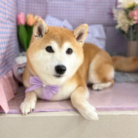 【本店】2025年3月14日のワンちゃん達♪