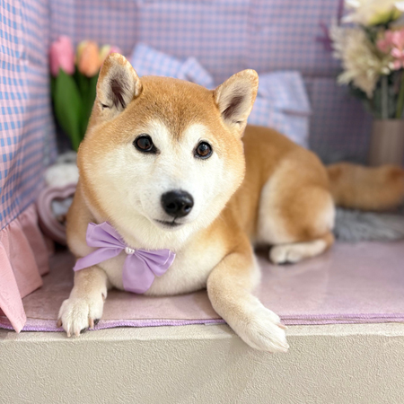 【本店】2025年3月14日のワンちゃん達♪