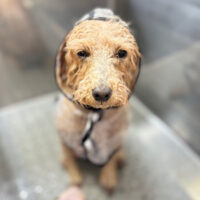 【本店】2025年3月15日のワンちゃん達♪