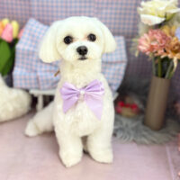 【本店】2025年3月17日のワンちゃん達♪