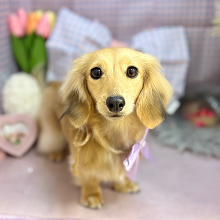 【本店】2025年3月20日のワンちゃん達♪