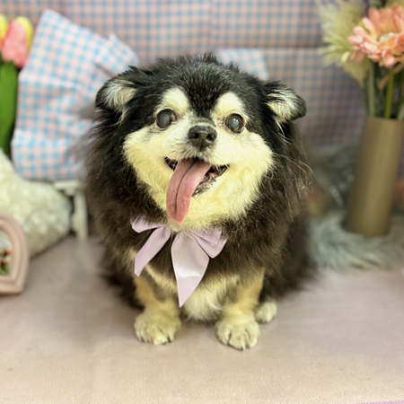 【本店】2025年3月21日のワンちゃん達♪