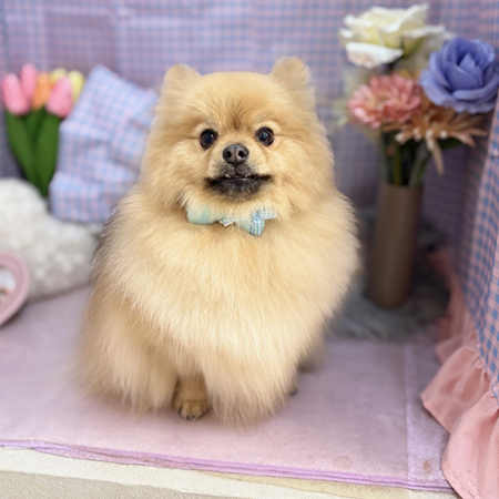 【本店】2025年3月22日のワンちゃん達♪