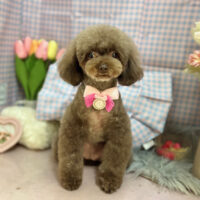 【本店】2025年3月24日のワンちゃん達♪