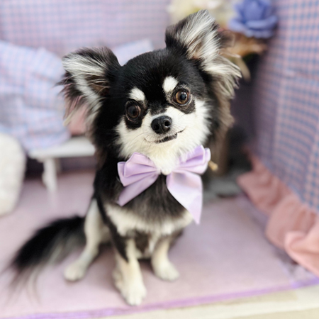 【本店】2025年3月6日のワンちゃん達♪