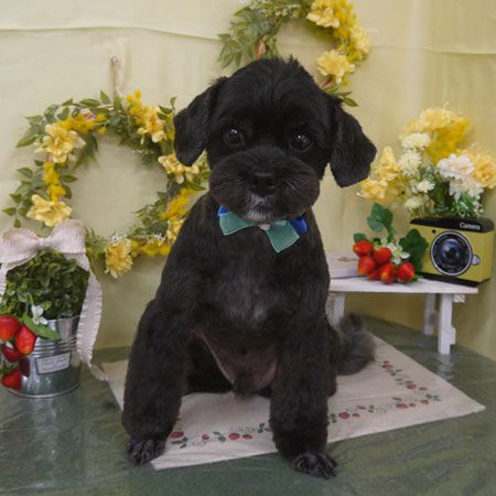 【山手店】2025年3月2日のワンちゃん達♪