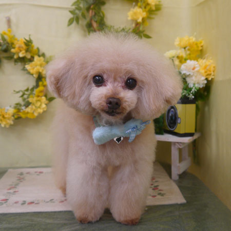 【山手店】2025年3月8日のワンちゃん達♪