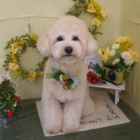 【山手店】2025年3月9日のワンちゃん達♪