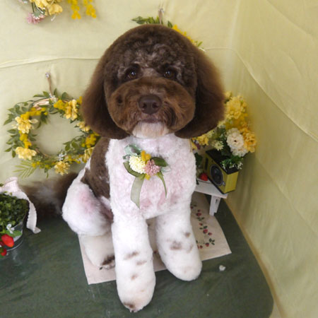 【山手店】2025年3月10日のワンちゃん達♪