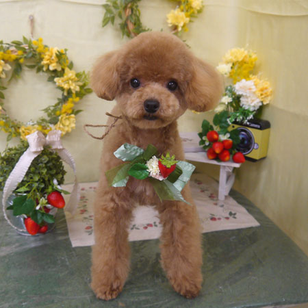 【山手店】2025年3月15日のワンちゃん達♪