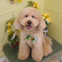 【山手店】2025年3月16日のワンちゃん達♪