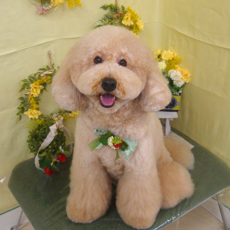 【山手店】2025年3月16日のワンちゃん達♪