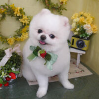 【山手店】2025年3月17日のワンちゃん達♪