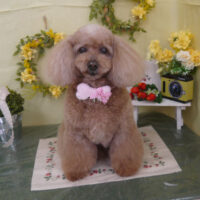 【山手店】2025年3月20日のワンちゃん達♪