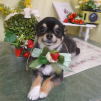 【山手店】2025年3月21日のワンちゃん達♪