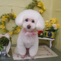 【山手店】2025年3月22日のワンちゃん達♪