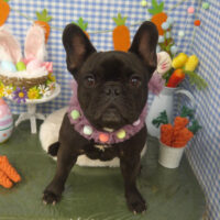 【山手店】2025年3月24日のワンちゃん達♪