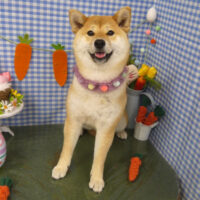 【山手店】2025年3月27日のワンちゃん達♪