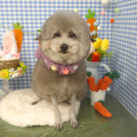 【山手店】2025年3月28日のワンちゃん達♪