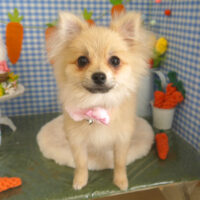 【山手店】2025年3月29日のワンちゃん達♪