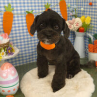 【山手店】2025年3月30日のワンちゃん達♪