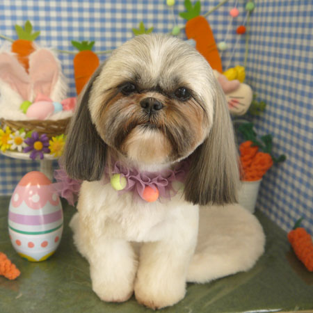 【山手】2025年3月31日のワンちゃん達♪