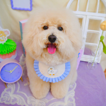 【池下店】2025年3月2日のワンちゃん達♪