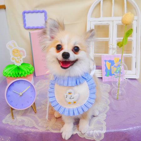 【池下店】2025年3月3日のワンちゃん達♪