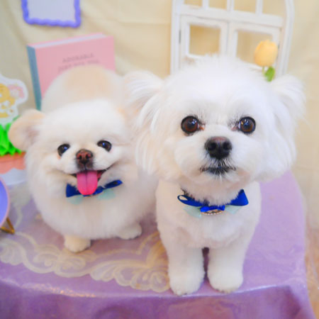 【池下店】2025年3月9日のワンちゃん達♪