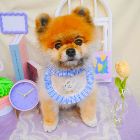 【池下店】2025年3月15日のワンちゃん達♪