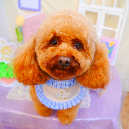 【池下店】2025年3月20日のワンちゃん達♪