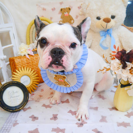 【池下店】2025年3月29日のワンちゃん達♪