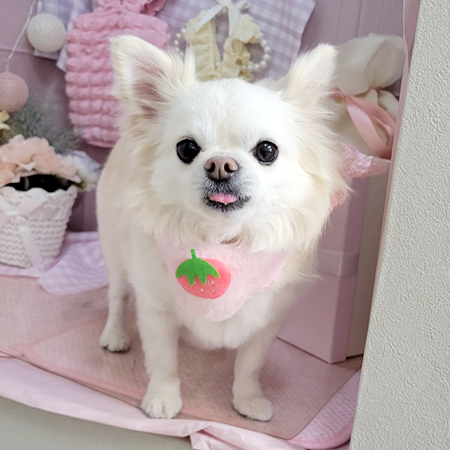 【本店】2025年4月3日のワンちゃん達♪