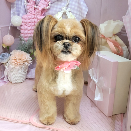 【本店】2025年4月10日のワンちゃん達♪