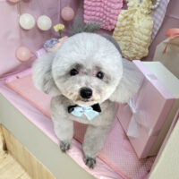 【本店】2025年4月11日のワンちゃん達♪