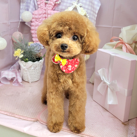 【本店】2025年4月19日のワンちゃん達♪