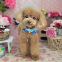 【本店】2025年4月30日のワンちゃん達♪