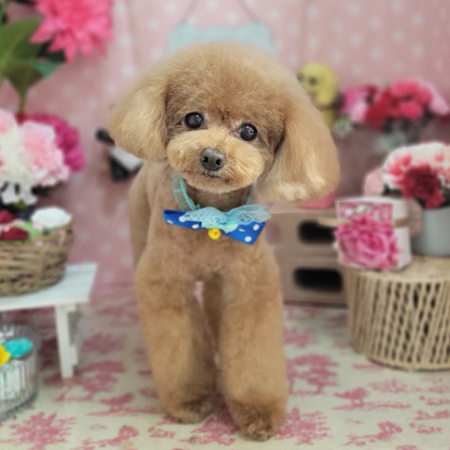 【本店】2025年4月30日のワンちゃん達♪