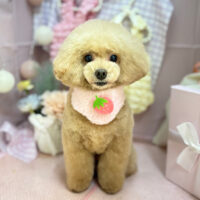 【本店】2025年4月13日のワンちゃん達♪