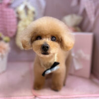 【本店】2025年4月14日のワンちゃん達♪