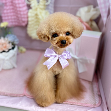 【本店】2025年4月21日のワンちゃん達♪