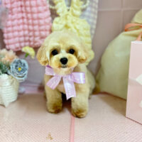 【本店】2025年4月26日のワンちゃん達♪