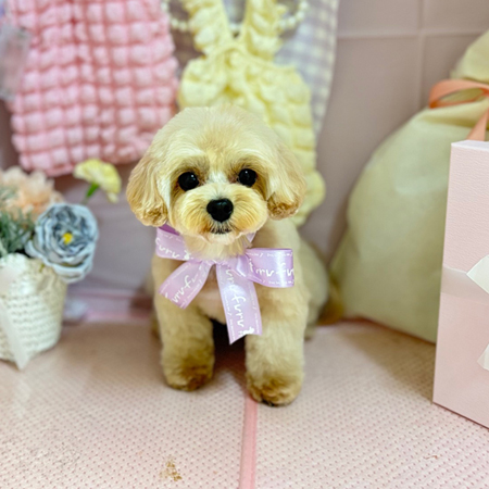 【本店】2025年4月26日のワンちゃん達♪