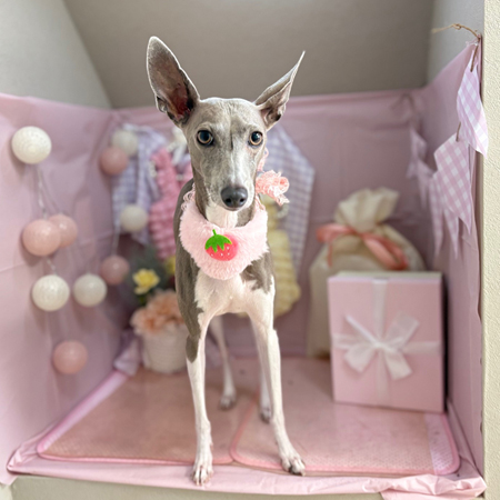 【本店】2025年4月4日のワンちゃん達♪