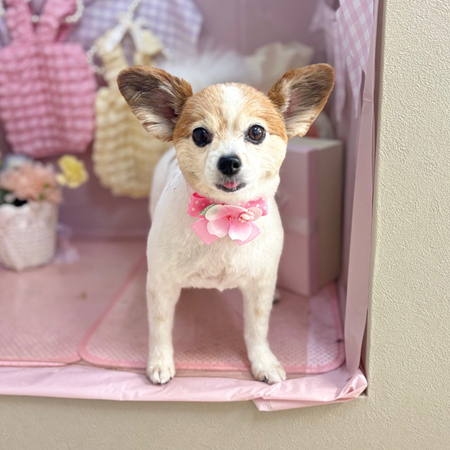 【本店】2025年4月6日のワンちゃん達♪