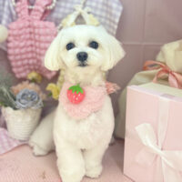 【本店】2025年4月20日のワンちゃん達♪